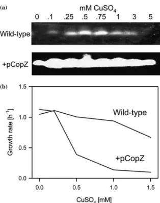 Figure 6. Zymogram of CopZ proteolytic activity. The pres- pres-ence of a copper dependent proteases was detected by  zymog-raphy