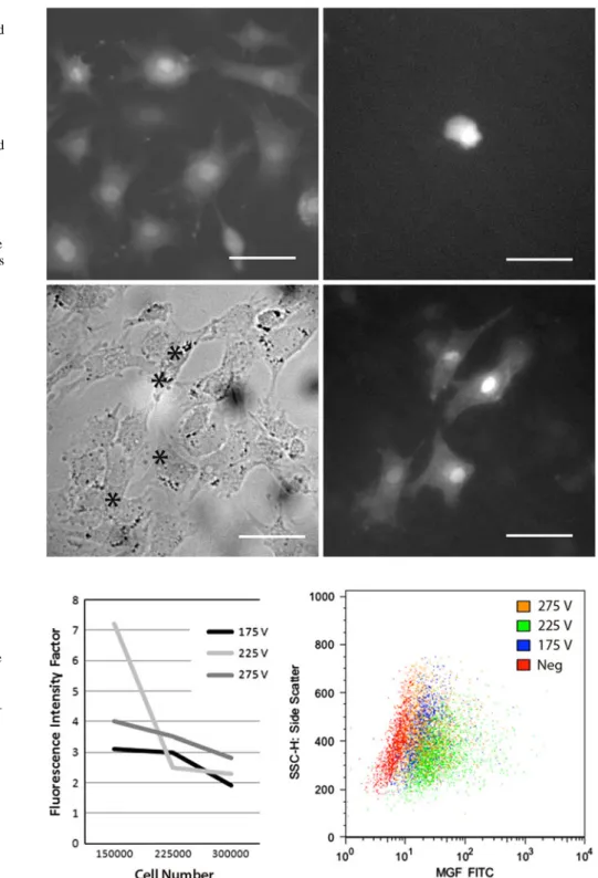 Fig. 3 Left: Fluorescence intensity factor versus cell number for the three voltages studied