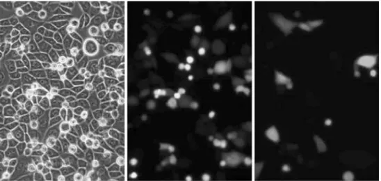Fig. 5 Double transfection of CHO DG44 cells with pEGFP-N1 and pDsRedExpress. The transfected cells were photographed under visible light (left panel), UV