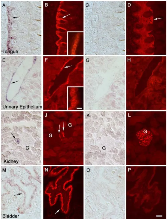 Fig. 1 In situ hybridization analysis of mRNA expression (ﬁrst and third columns) and immunocytochemical analysis of protein expression (second and fourth columns) for GLAST (left two columns) and GLT-1 (right two columns) in the tongue (a–d), in the trans