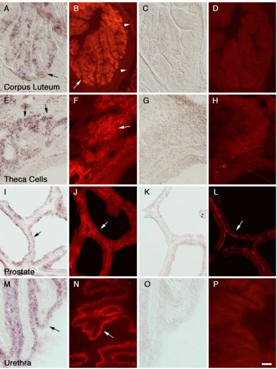 Fig. 2 In situ hybridization analysis of mRNA expression (ﬁrst and third columns) and immunocytochemical analysis of protein expression (second and fourth columns) for GLAST (left two columns) and GLT-1 (right two columns) in the corpus luteum of ovary (a–