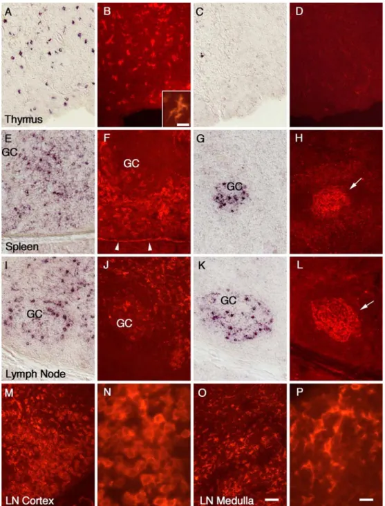Fig. 3 In situ hybridization analysis of mRNA expression (a, c, e, g, i, k) and immunocytochemical analysis of protein expression (b, d, f, h, j, l, m–p) for GLAST (a, b, e, f, i, j, m–p) and GLT-1 (c, d, g, h, k, l) in the thymus (a–d), the spleen (e–h), 