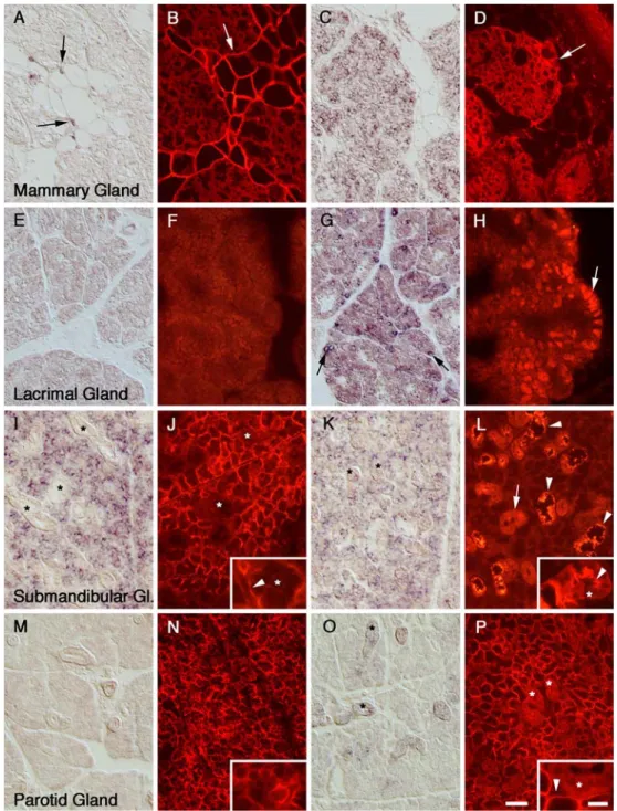 Fig. 4 In situ hybridization analysis of mRNA expression (ﬁrst and third columns) and immunocytochemical analysis of protein expression (second and fourth columns) for GLAST (left two columns) and GLT-1 (right two columns) in the mammary gland (a–d), the i
