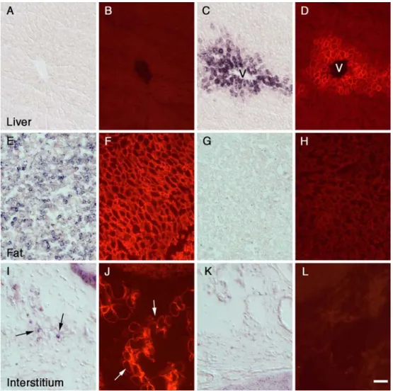 Fig. 5 In situ hybridization analysis of mRNA expression (ﬁrst and third columns) and immunocytochemical analysis of protein expression (second and fourth columns) for GLAST (left two columns) and GLT-1 (right two columns) in the liver (a–d), in adipose ce