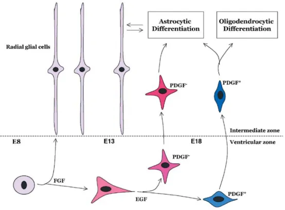 Fig. 1 Embryonic development of glial cells. By embryonic day 8 (E8), FGF-driven pluripotent stem cells of the ventricular zone first produce radial glial cells in the intermediate zone which proliferate and establish scaffolds that guide migration of neur