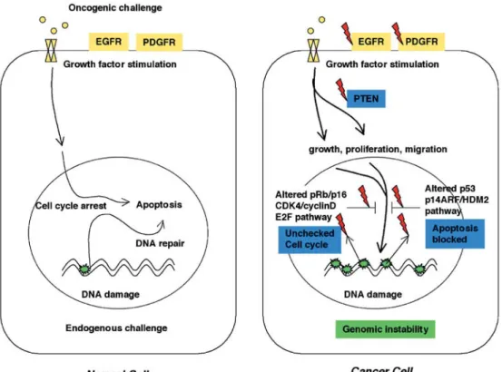 Fig. 2 Different reaction of a normal or a cancer cell to oncogenic stress. Upon an  ex-ogenous or endex-ogenous  onco-genic challenge, a normal cell induces cell cycle arrest and either repairs damaged DNA or undergoes programmed cell death