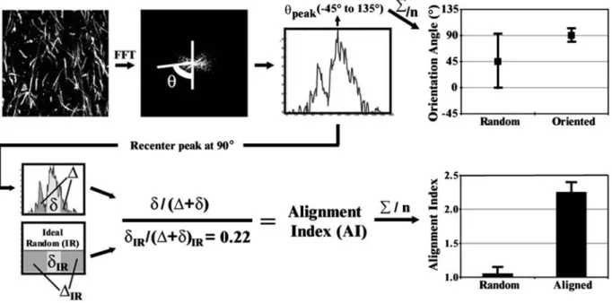 FIGURE 1. Algorithm for FFT image quantification of alignment and orientation of cells or matrix fibers