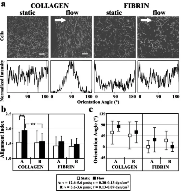 FIGURE 3. Cell alignment occurs in collagen, but not fibrin, matrices, and only at higher velocities (12.6–5.6 µ m/s)