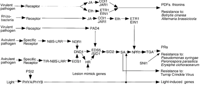 Figure 1. Schematic and simplified diagram of the signal transduction network operating in SAR