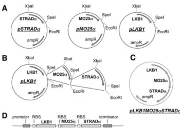 Fig. 1 Cloning scheme for construction of the tricistronic expression vector. (A) The cDNA sequences encoding LKB1, MO25a and STRADa were subcloned into individual pET-plasmids, harboring an ampicillin resistance gene (ampR) and carrying an SpeI-site, whic