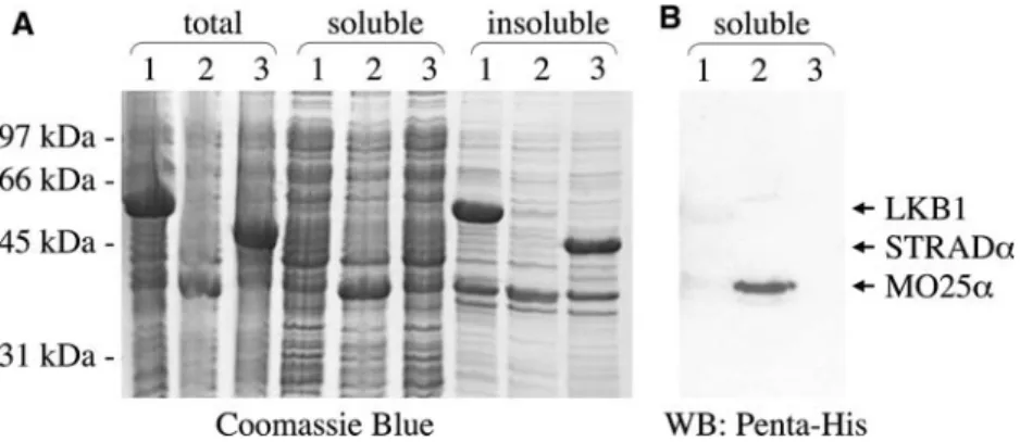 Fig. 3 Purification of separate LKB1, MO25a or STRADa proteins and evaluation of antibodies