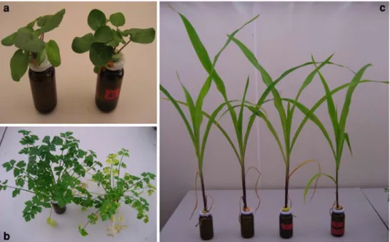 Fig. 4 Fresh weight of the plants. Comparison of the fresh weight (in grams) of plants grown in the presence of sulphonated anthraquinones (E) and control plants (C) for rhubarb (a), maize (b) and celery (c)