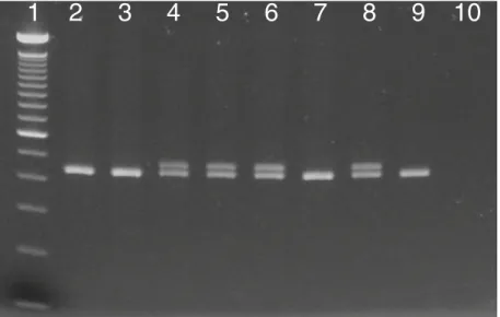 Fig. 1 After FAST PCR, PCR products are visualized on a 2 % agarose E-gel, where a double band indicates a  muta-tion and a single band represents the wildtype sequence