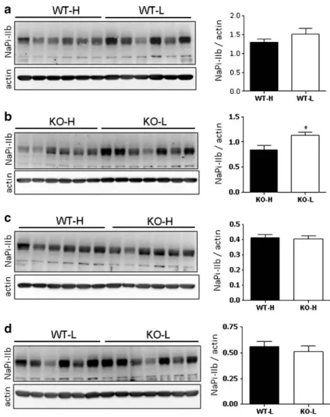 Fig. 9 Bone mineral concentrations. Content of Pi and Ca ++ (as percentage of dry matter) in femurs from wild-type (WT) and GABARAP-deficient mice (KO) fed either high (H) or low (L) Pi diets.