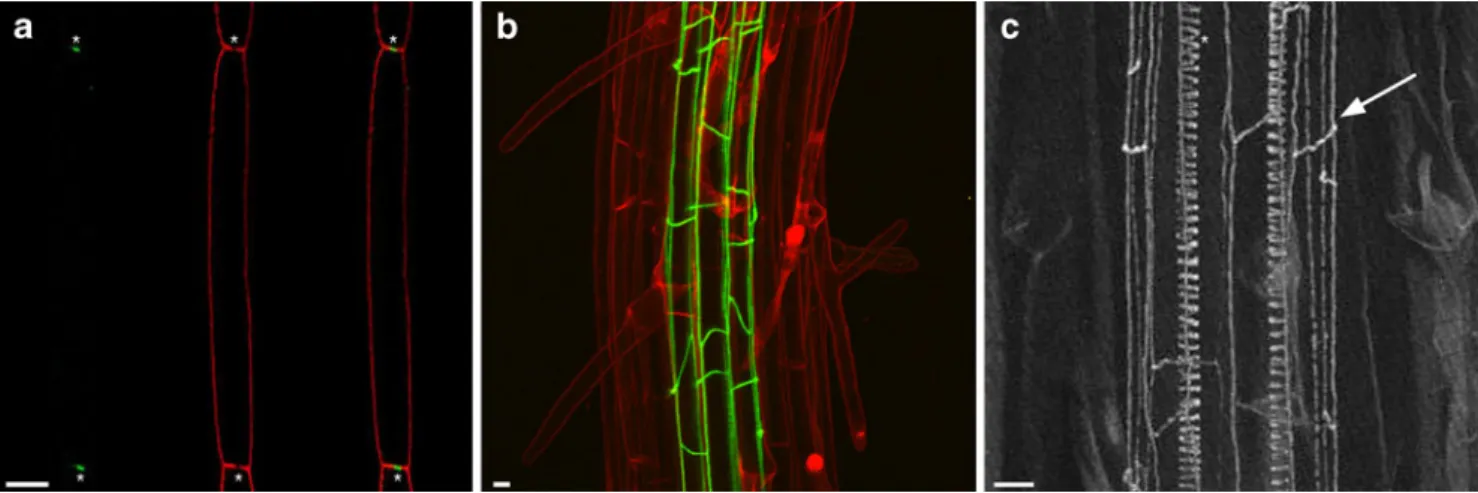 Fig. 2 CASP proteins localize to the CS domain and mediate CS formation in Arabidopsis