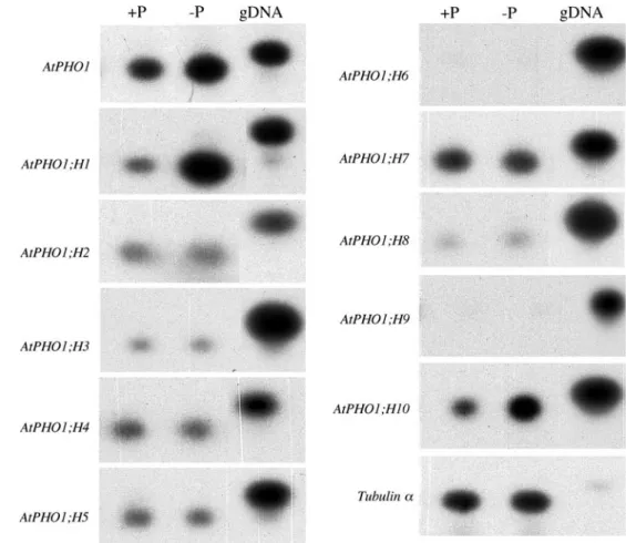 Fig. 1 Expression analysis of  the members of the AtPHO1  gene family during Pi starvation