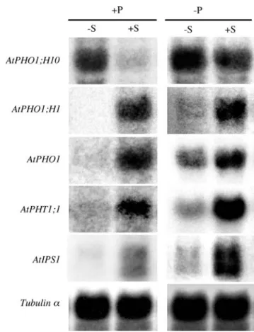 Fig. 4 EVects of sucrose supply on AtPHO1,  AtPHO1;H1, and At- At-PHO1;H10 expression