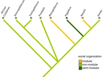 Fig. 1 Phylogram showing the occurrence of modular vs. nonmodular social systems in (Asian) colobines.