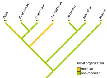 Fig. 2 Phylogram showing the distribution of the trait modular vs. nonmodular in papionins