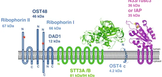 Fig. 2 Human oligosaccharyltransferase (OST) complex consists of equimolar amounts of seven different subunits