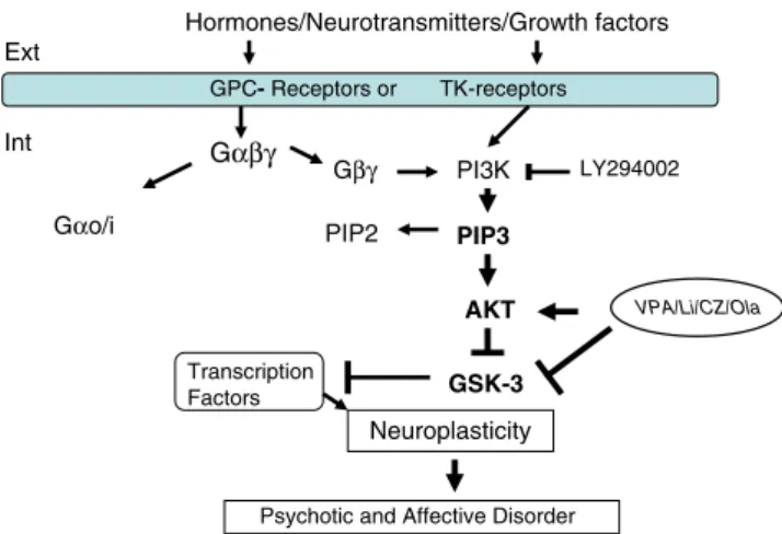 Fig. 7 Simplified overview of the PI3K/Akt/GSK-3β signaling pathway.