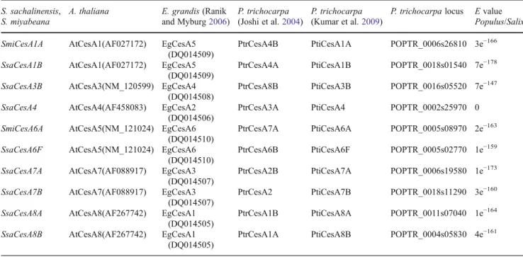 Table 1 Paralogs and orthologs of cellulose synthase genes identified in S. sachalinensis, S