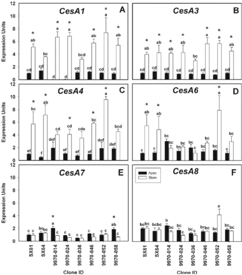 Fig. 5 Quantitative RT-PCR analysis of cellulose synthase genes from shoot apex and young stem cDNA