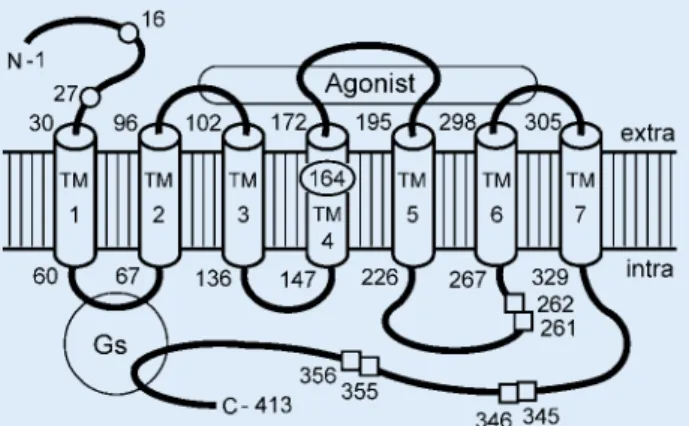 Abb.  2  8  Strukturschema des menschlichen β 2 -adrenergen Rezep- Rezep-tors (β 2 -AR) in Homologie zur 3D-Struktur des  Rinder-Photorezep-tors Rhodopsin