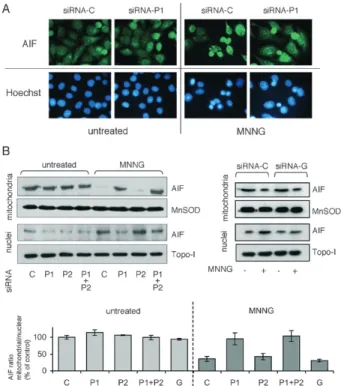 Figure 5. Influence of PARP-1, PARP-2 and PARG knockdown on the translocation of apoptosis-inducing factor (AIF) after MNNG- induced cell death