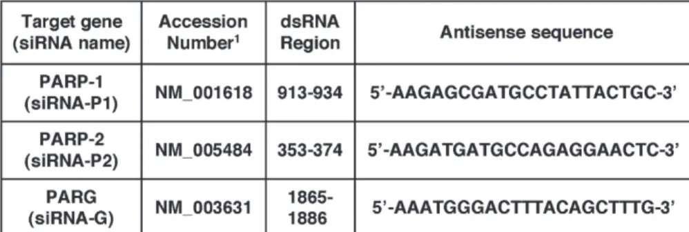 Figure 1. Specific knockdown of poly(ADP-ribose) polymerase (PARP)-1, PARP-2 and  poly(-ADP-ribose) glycohydrolase (PARG) by RNA interference (RNAi)