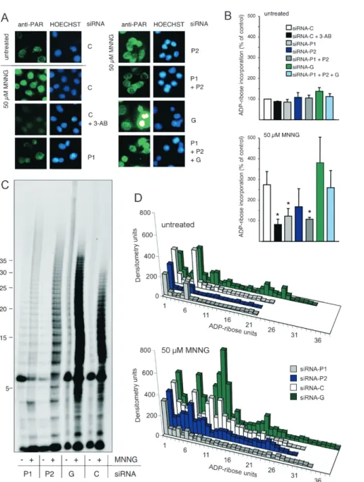 Figure 3B shows the effects of PARP-1, PARP-2 and PARG silencing on the cytotoxicity of 50 mM MNNG.