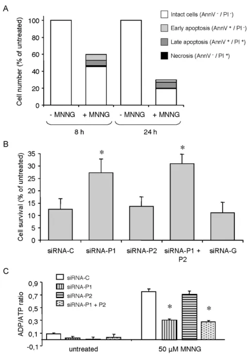 Figure 3. MNNG-induced death in HeLa cells. (A) HeLa cells were treated with 50 mM MNNG for indicated time points