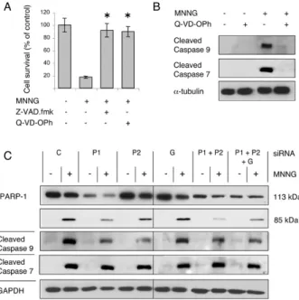 Figure 4. Low doses of the DNA alkylating agent MNNG induced caspase-dependent apoptotic cell death