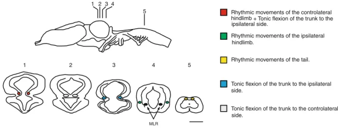 Fig. 4 Stimulation sites that evoked rhythmic and/or tonic movements of different parts of the body in the salamander P