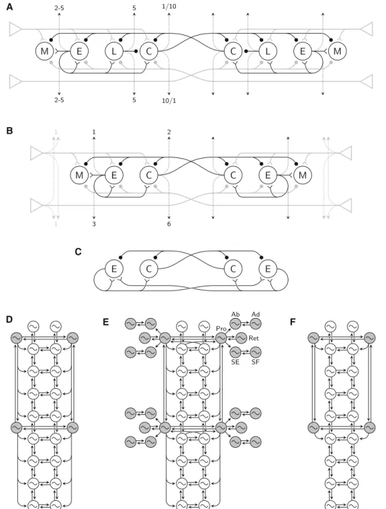 Fig. 1 Models of the salamander spinal circuitry for locomotion. A Segmental network in Bem et al