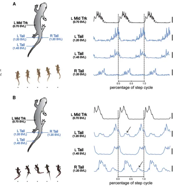 Fig. 2 Representative EMG patterns and sequence of snapshots during straight stepping on a non-slippery surface (A) and on a slippery surface (B)