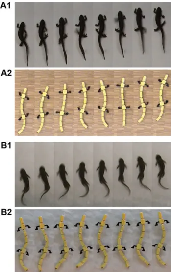 Fig. 3 Comparison of animal and robot locomotor modes. A Stepping kinematics of the salamander (A1) and the robot (A2)