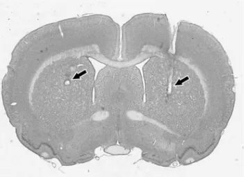 Fig. 1 Example of histological brain section (Nissl stain) to conWrm positioning of cannulas in the dorsal part of the striatum bilaterally.