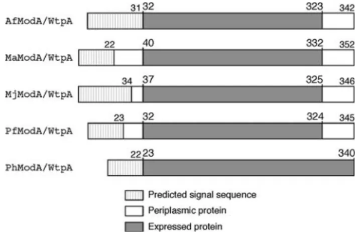 Fig. 1 The expression constructs used for the crystallographic studies. The gray surfaces depict the parts of the proteins expressed and crystallized