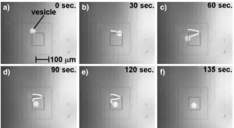 Fig. 5 Directing a negatively charged lipid vesicle towards the central hole by applying an electric potential of 10 V between top and bottom electrodes