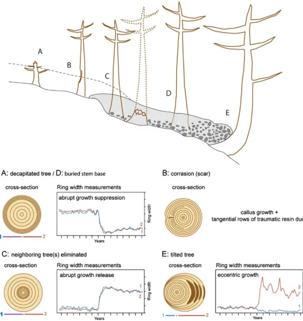 Fig. 3 Detailed map of the study site with debris-flow lobes and deposits, the position of sampled trees as well as human constructions (roads, tracks buildings, and dams)