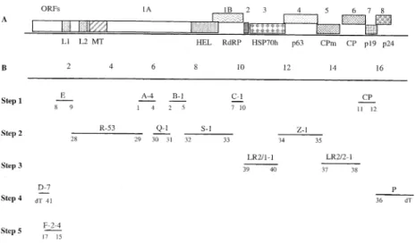 Fig. 3. The genome structure (A) and the strategy (B) used to sequence the genome of Grapevine leafroll-associated virus 2 strain ‘‘93/