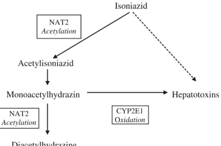 Fig. 1 Pathways of isoniazid metabolism. Scheme illustrating the metabolism of isoniazid through multiple pathways