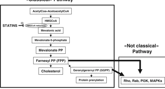 Fig. 3 “ Activatory ” and “ inhibitory ” intracellular signaling pathways regulate statin-induced pleiotropic activities