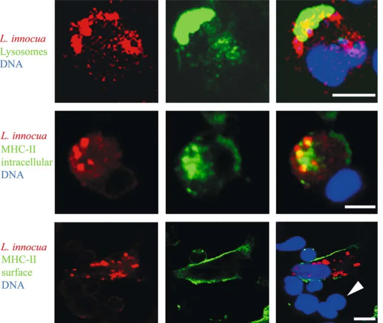Fig. 3 Intracellular processing and presentation of Listeria innocua by dendritic cells (DC) examined with confocal laser-scanning microscopy