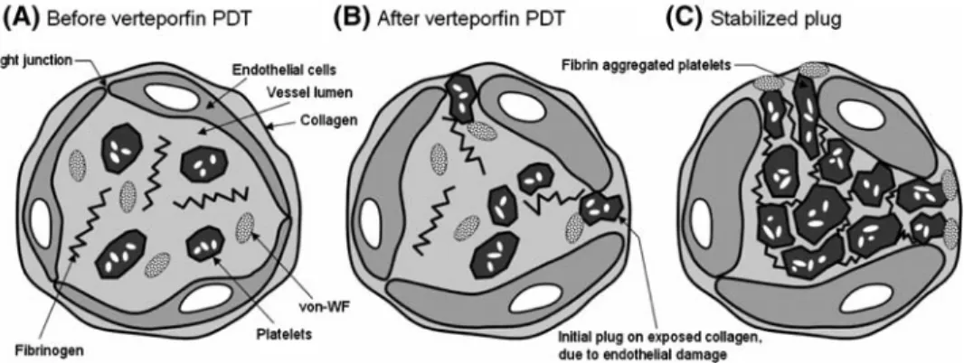 Fig. 2 Experimental set-up. Excitation was performed at 420 nm for verteporfin activation and 470 nm for FTIC fluorescence recording