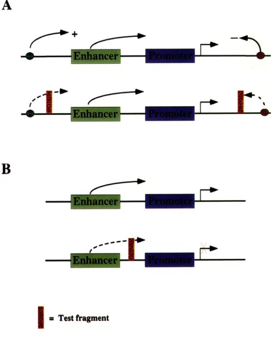 Figure  2.  Assays  for  chromatin  domain  boundaries.  Curved  arrows  show  the  interaction  of  indicated regulatory elements