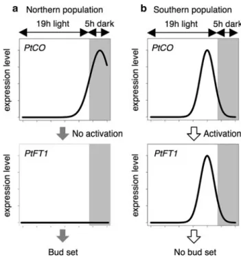 Fig. 3 Illustration of the relationship between bud set and PtCO/