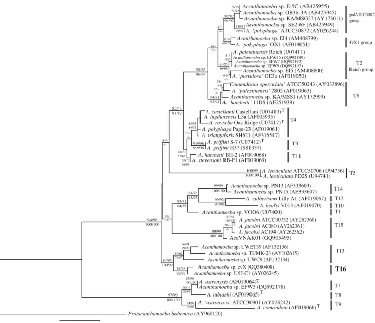 Fig. 1 Maximum likelihood 18S rDNA tree of the genus Acantha- Acantha-moeba based on the diagnostic region of 1,450 bp including all the genotypes