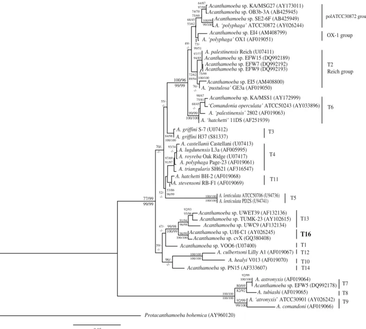 Fig. 2 Maximum likelihood 18S rDNA tree of the genus Acanthamoeba based on full sequences